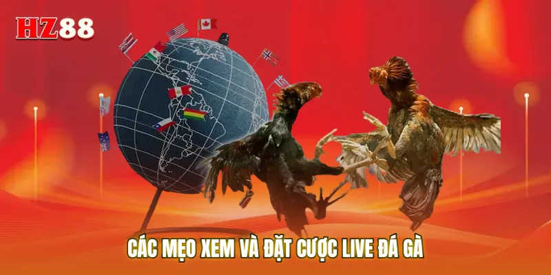 Các mẹo xem và đặt cược live đá gà